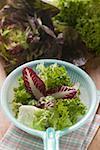 Gemischte Salat Blätter in Kunststoff-Sieb