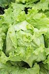 Iceberg lettuce in vegetable bed (overhead view)