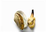 Neben Shell Clam