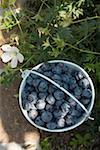 Fresh blueberries in bucket (outdoors)