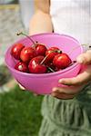 Hands holding bowl of fresh red cherries