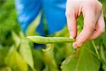 Hand holding green bean on the plant