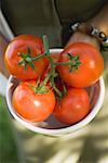 Mains tenant le bol de tomates fraîches sur la vigne