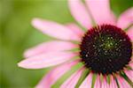 Purple coneflower