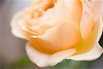 Salmon-pink rose (close-up)