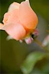 Salmon-pink rose