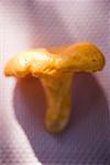 A chanterelle on cloth