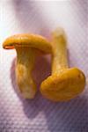 Two chanterelles on cloth