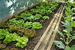 Lettuce plants and kohlrabi in a greenhouse