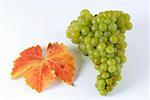 Green grapes, variety Muskateller with leaf