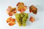 Raisins verts, variété Chasselas, avec des feuilles