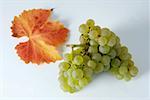 Green grapes, variety Schönburger, with leaf