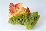 Raisins verts, variété Weisser Gutedel, avec des feuilles