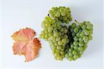 Green grapes, variety Fontanara, with leaf