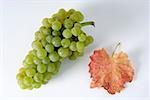 Green grapes, variety Weisser Burgunder, with leaf