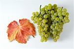 Green grapes, variety Chardonnay