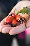 Hand holding a few rose hips with leaf