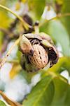 Walnut on the tree