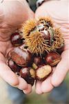 Hands holding sweet chestnuts