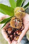 Hands holding sweet chestnuts with leaves