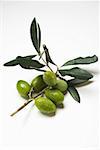 Olive sprig with green olives