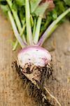 Turnip with roots and soil