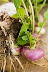 Turnips with roots, leaves and soil