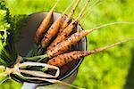 Young carrots in a strainer (out of doors)