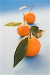 Three clementines with leaves on light blue background