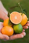 Hands holding assorted citrus fruit