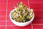 Radish sprouts in white bowl