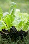 Lettuce plants in plastic modules on grass