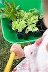 Enfant poussant brouette contenant des plants de laitue & basilic