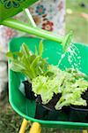 Watering lettuce plants in wheelbarrow