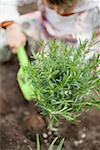 Child planting rosemary in soil