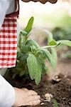 Child planting sage in soil