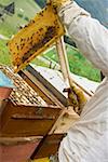 Beekeeper tending beehive