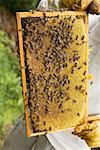 Beekeeper holding honeycomb with bees