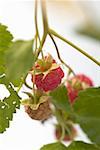 Framboises sur la canne à sucre (gros plan)