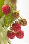 Raspberries on the cane (close- up)