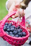 Washing blueberries in basket