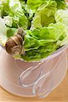 Life snail on lettuce in bowl, salad servers