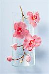 Stem of pink orchids in glass dish