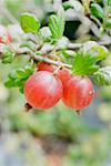 Groseilles rouges sur la brousse