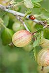 Groseilles sur la brousse avec coccinelle