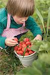 Child with bucket full of strawberries in garden