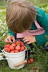 Child with bucket full of strawberries in garden