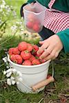 Child with bucket full of strawberries & measuring jug in garden