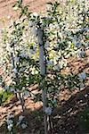 Young apple trees in blossom