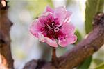 Peach blossom on branch (close- up)